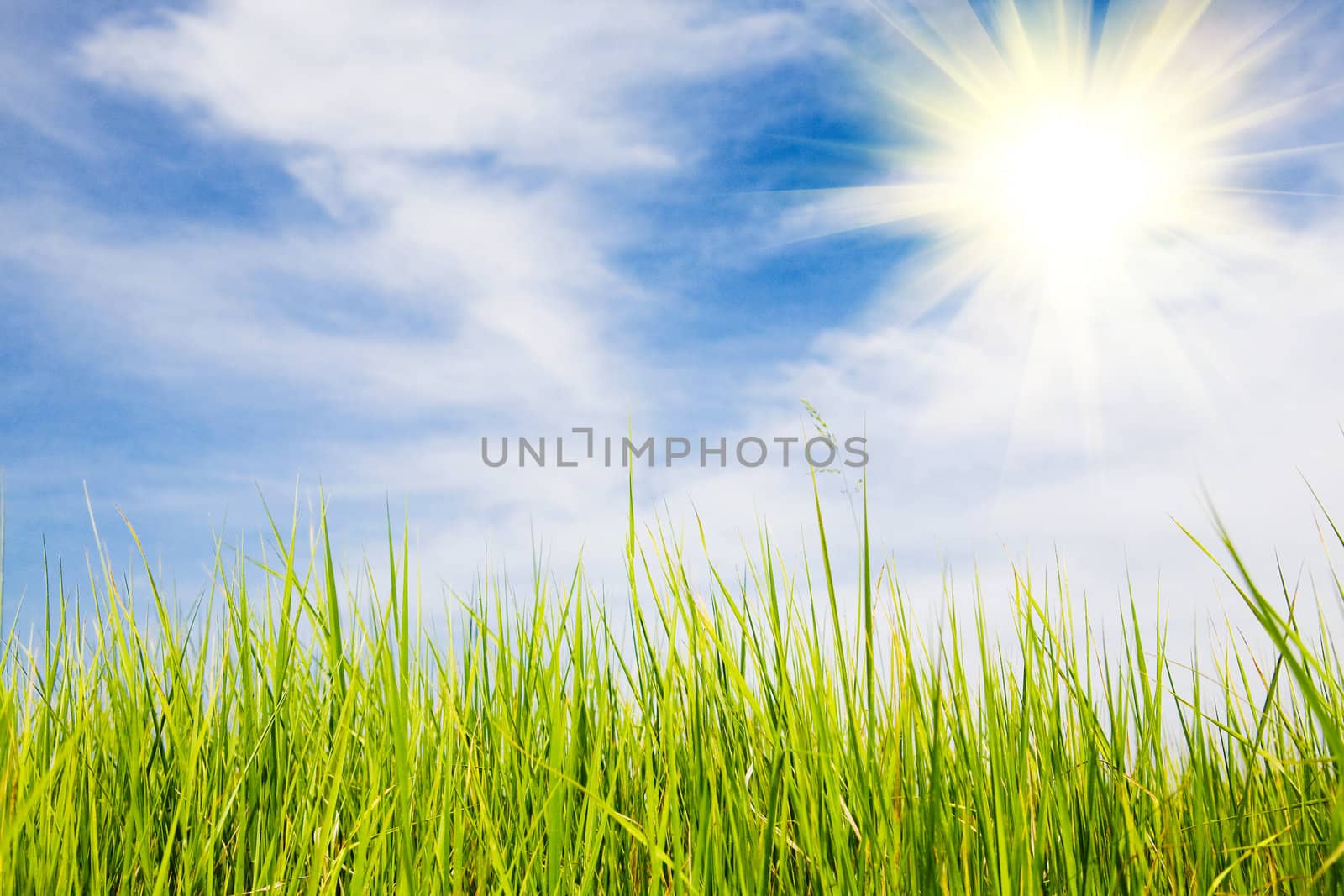 sun over the field in summer by vsurkov