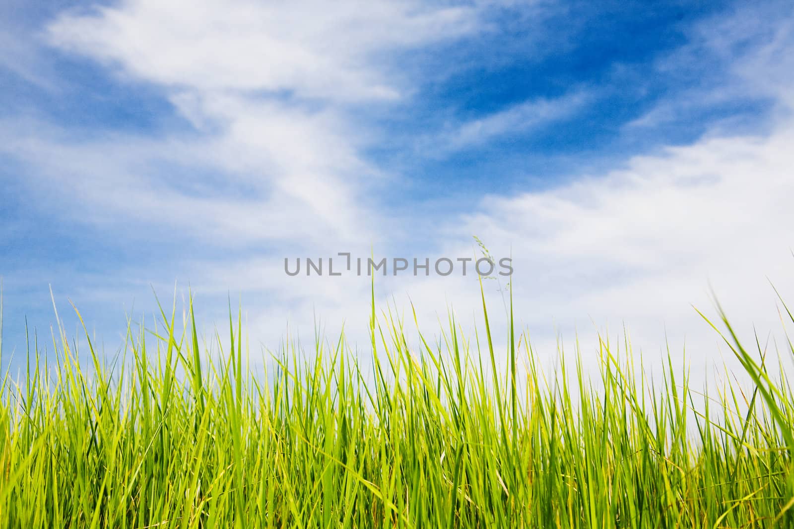 Summer landscape - green field, blue sky
