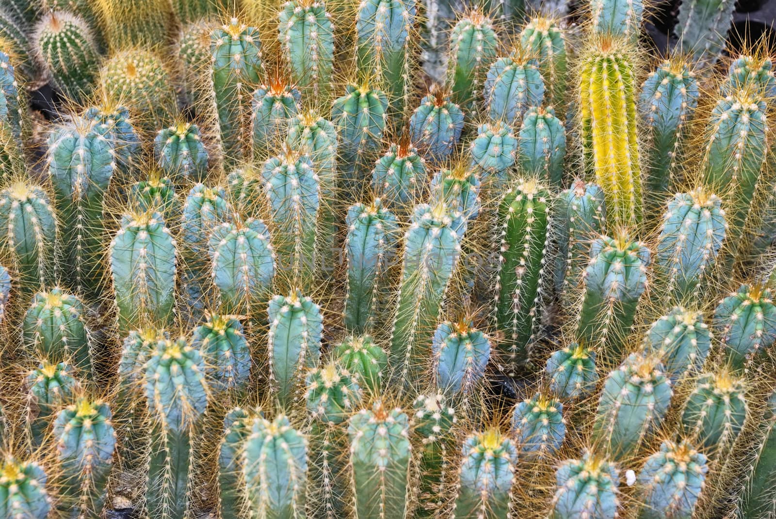 Cacti nursery by whitechild