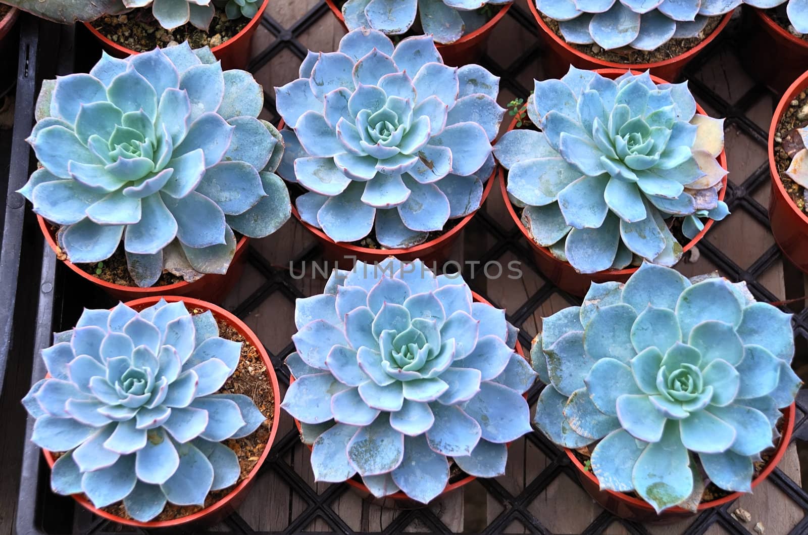 Group of young Echeveria runyonii Rose v macabeana in a nursery.