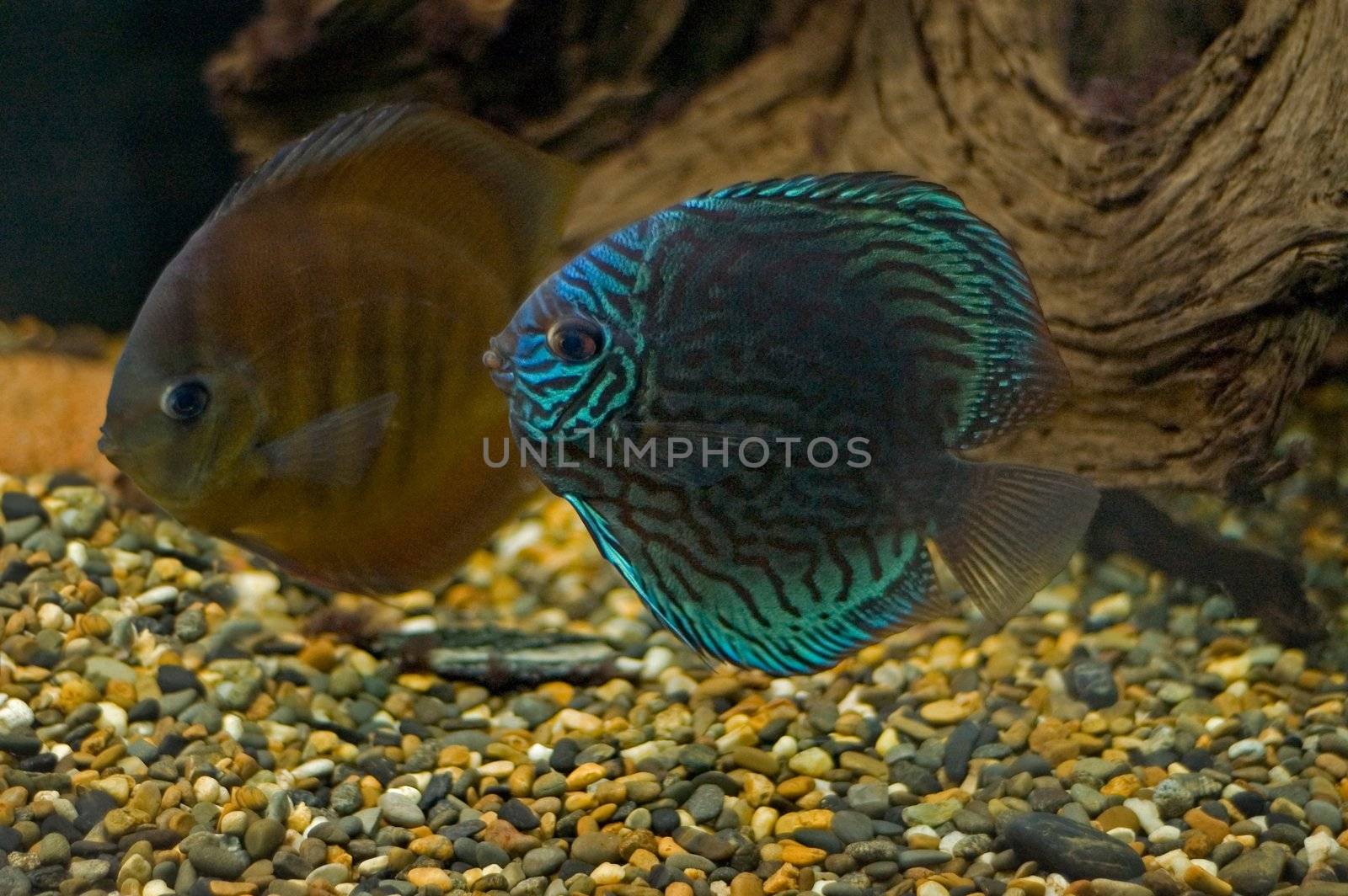 exotic fishes by casaalmare