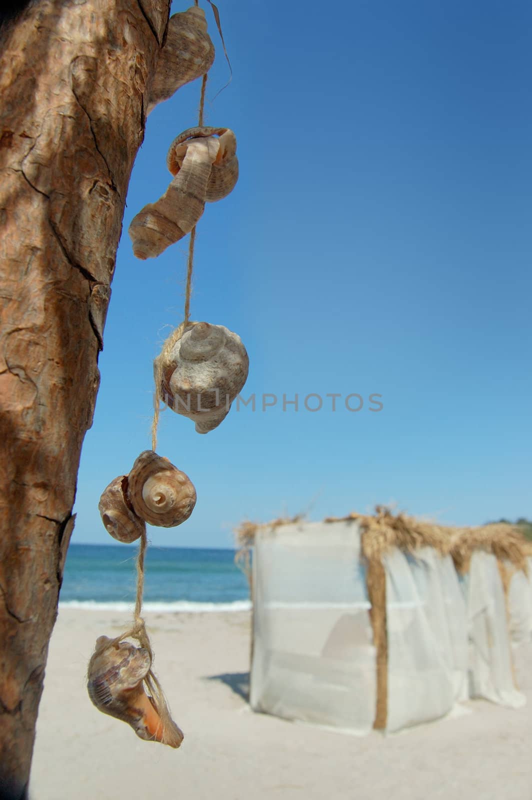 seashell on beach by casaalmare