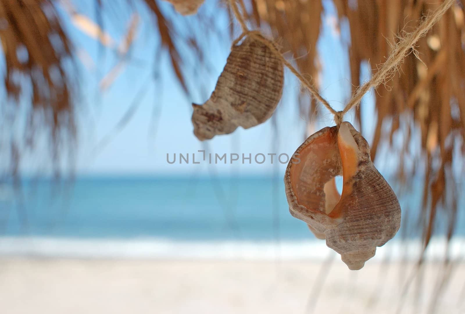 seashells on beach