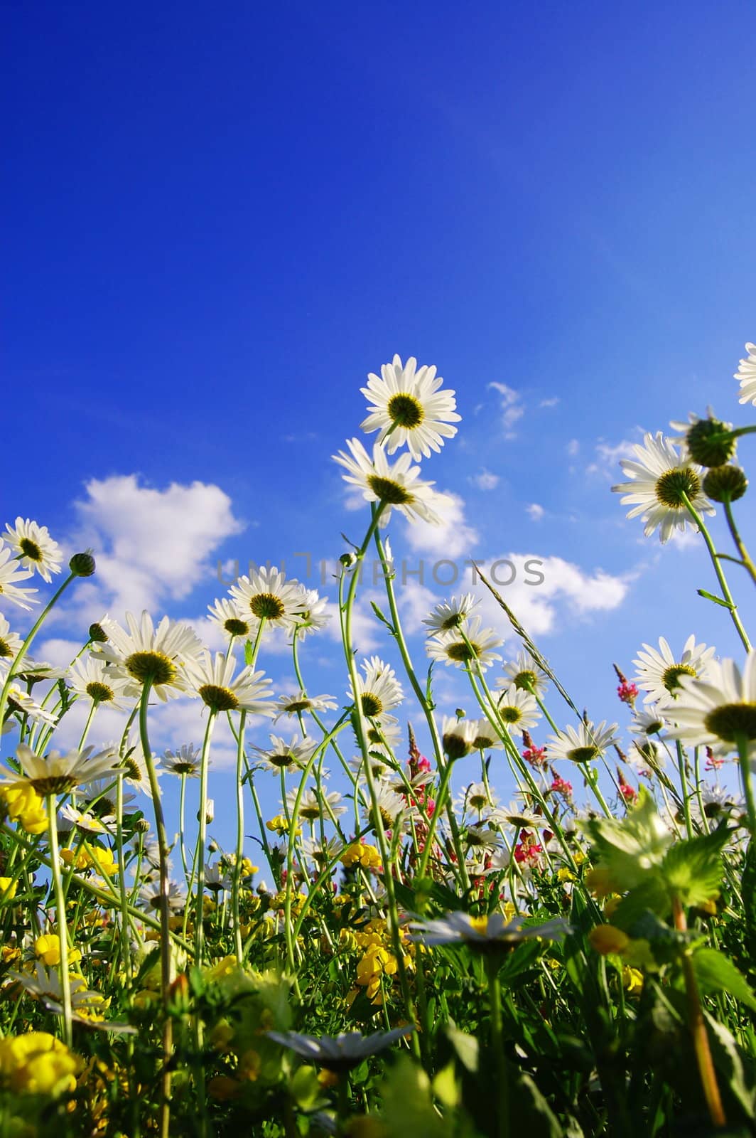 daisy flowers in summer by gunnar3000