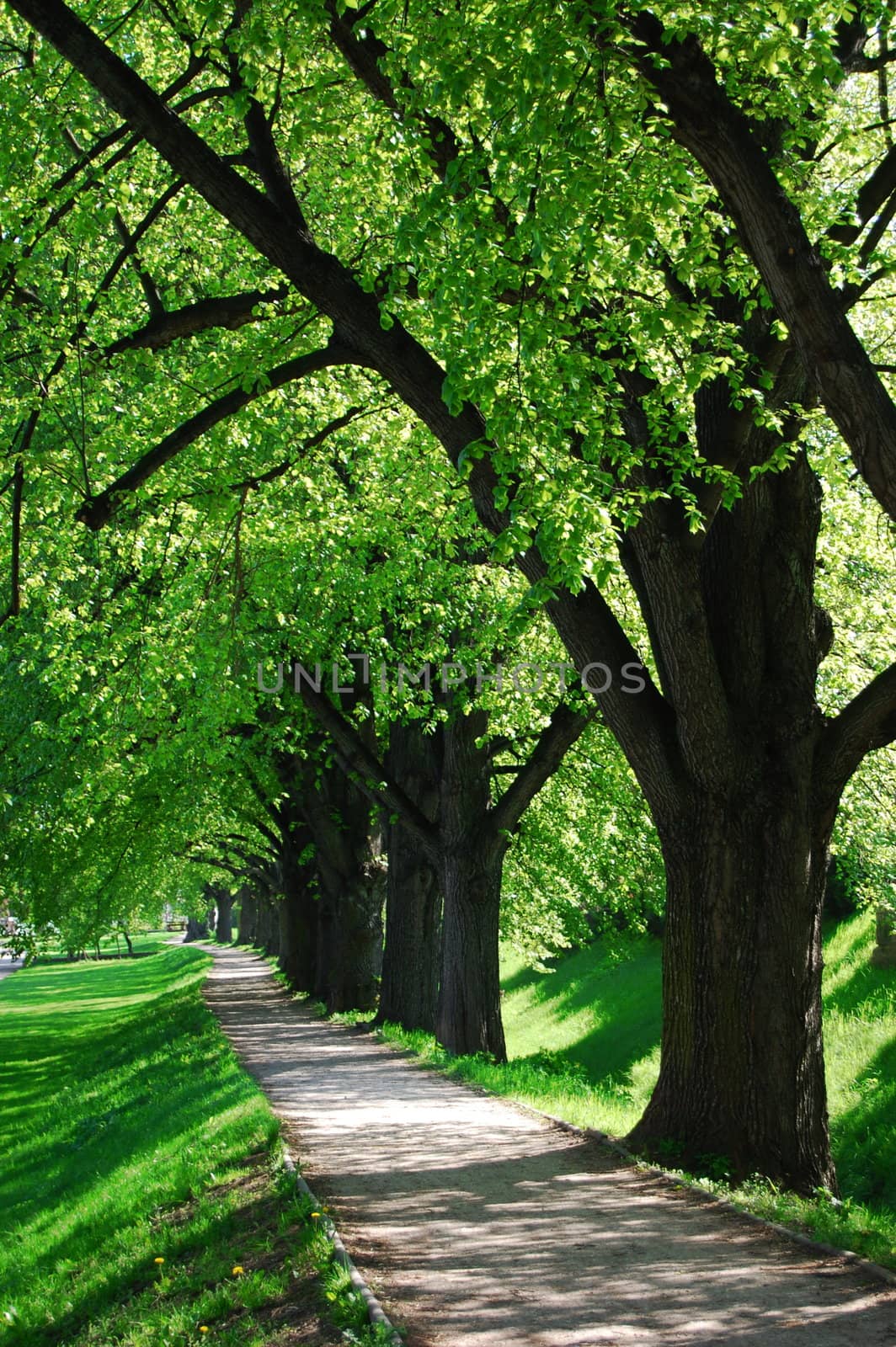alley with green summer trees in the park on a sunny day