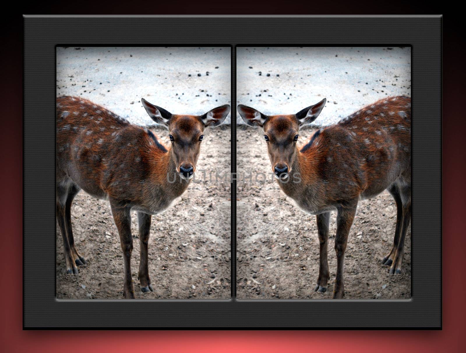 Whitetailed cloned female deers in black double photoframe