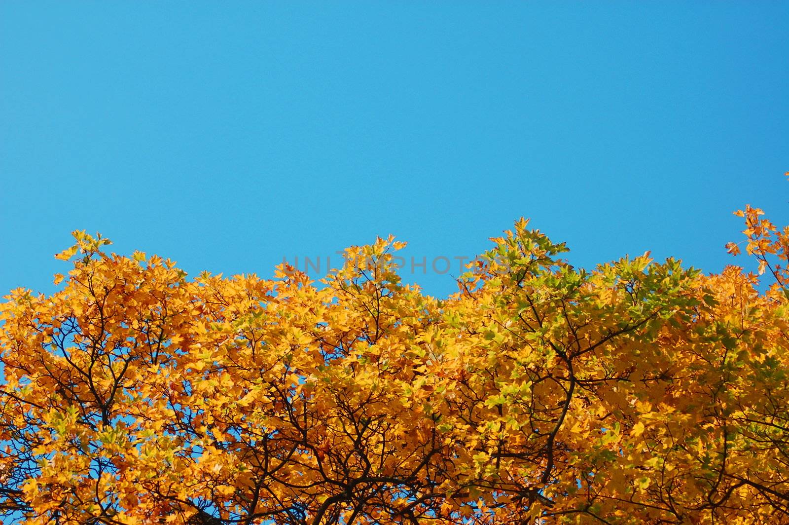 autumn in the forest with golden leaves on trees