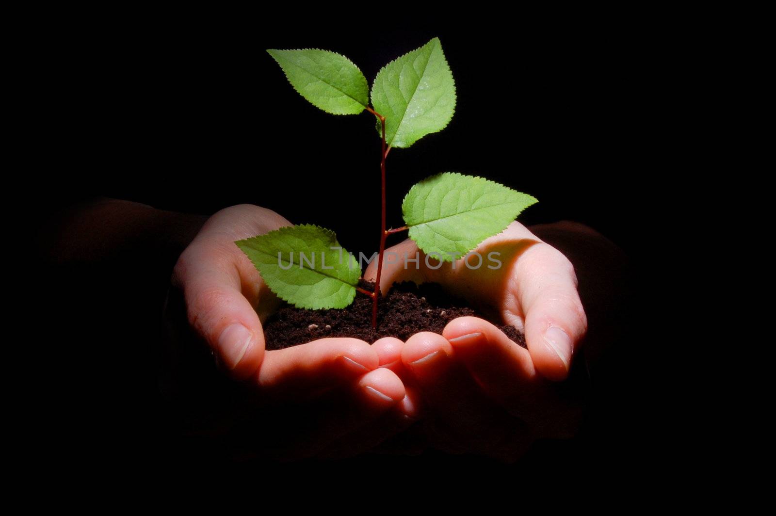 hands plant and soil showing concept of growth