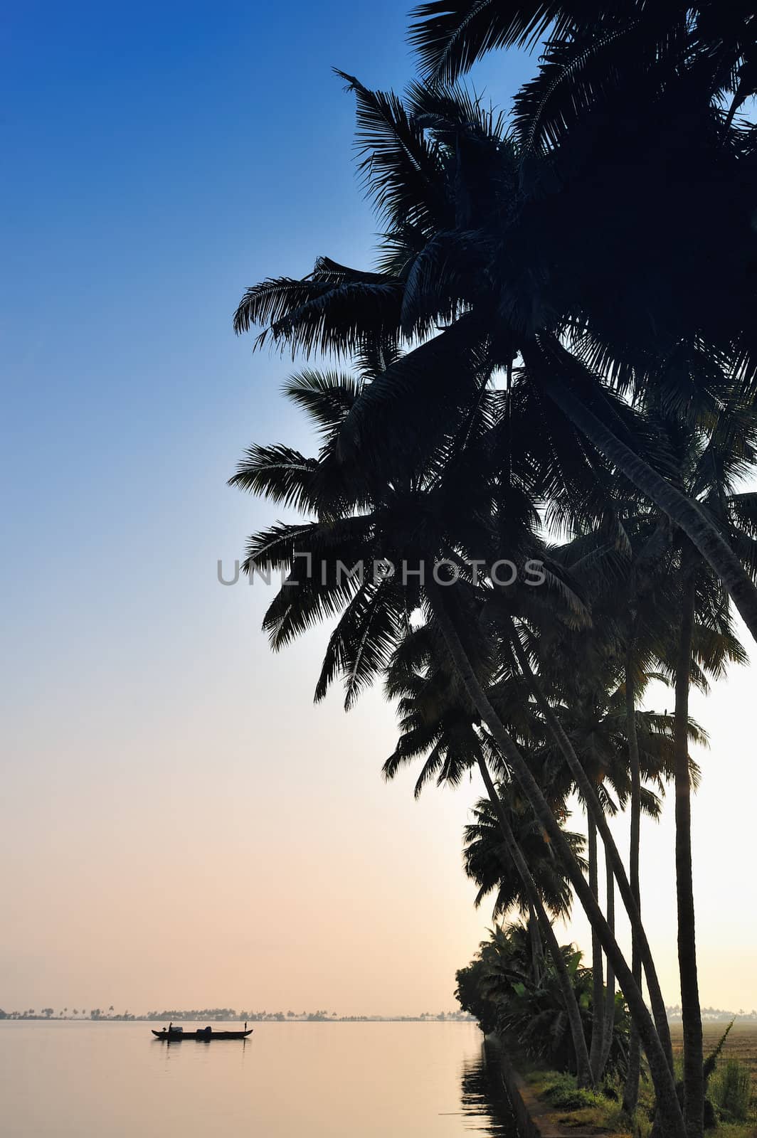 View of the silhouettes of palm trees in early morning