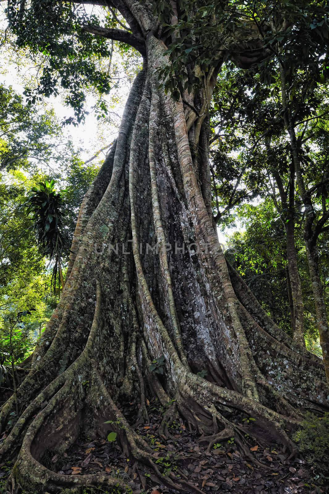 Branched tree with powerful roots in the India forest