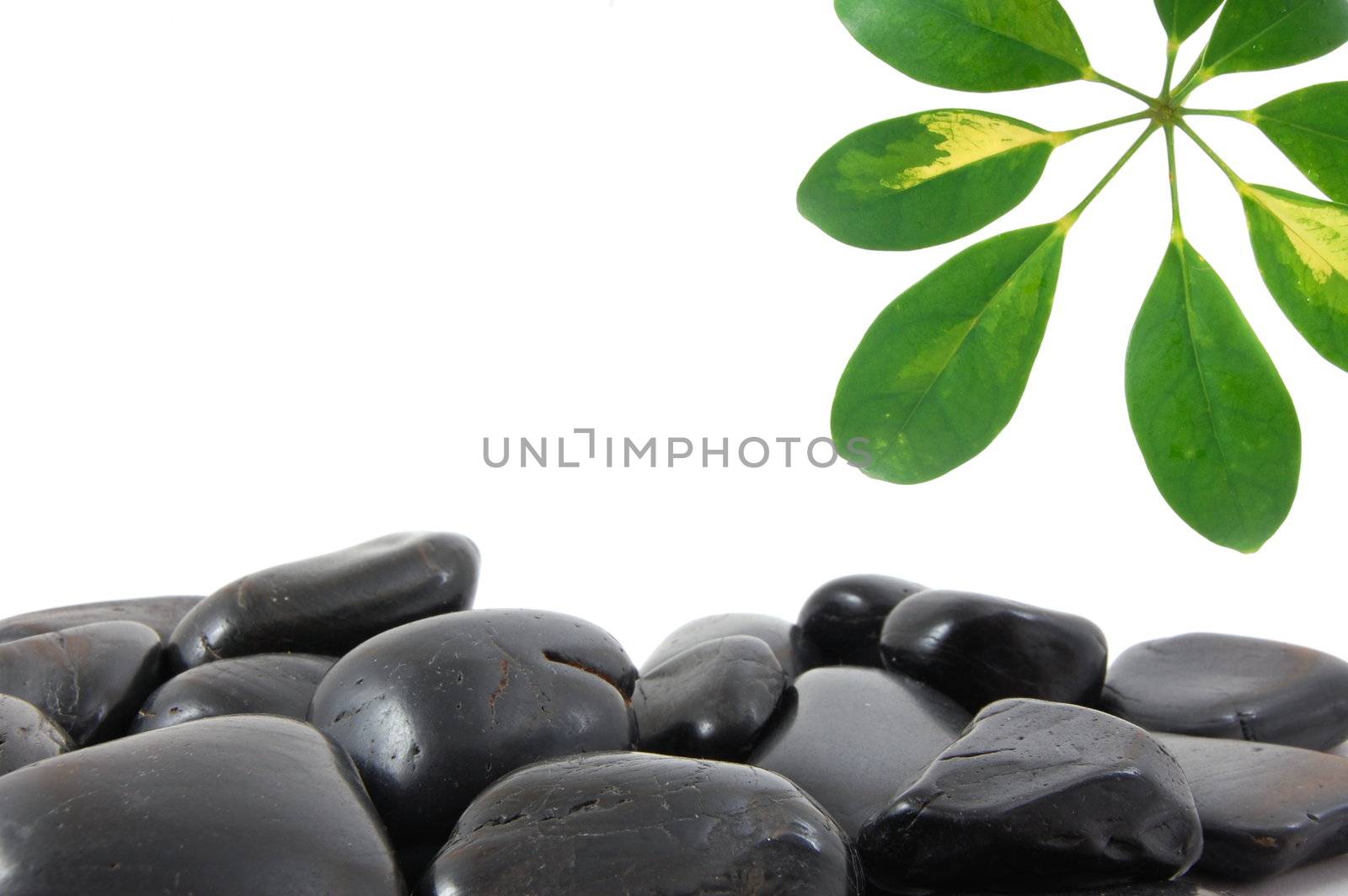 stones and leaf by gunnar3000