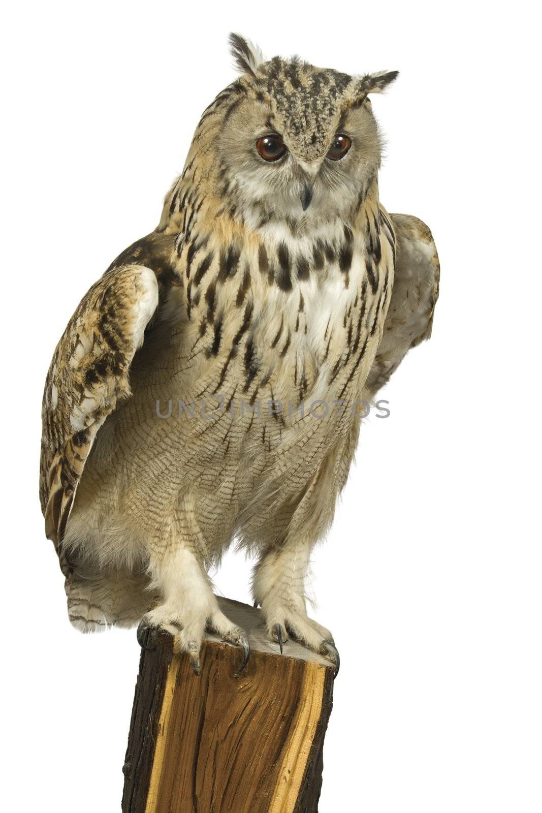 Eagle owl on a branch of a tree