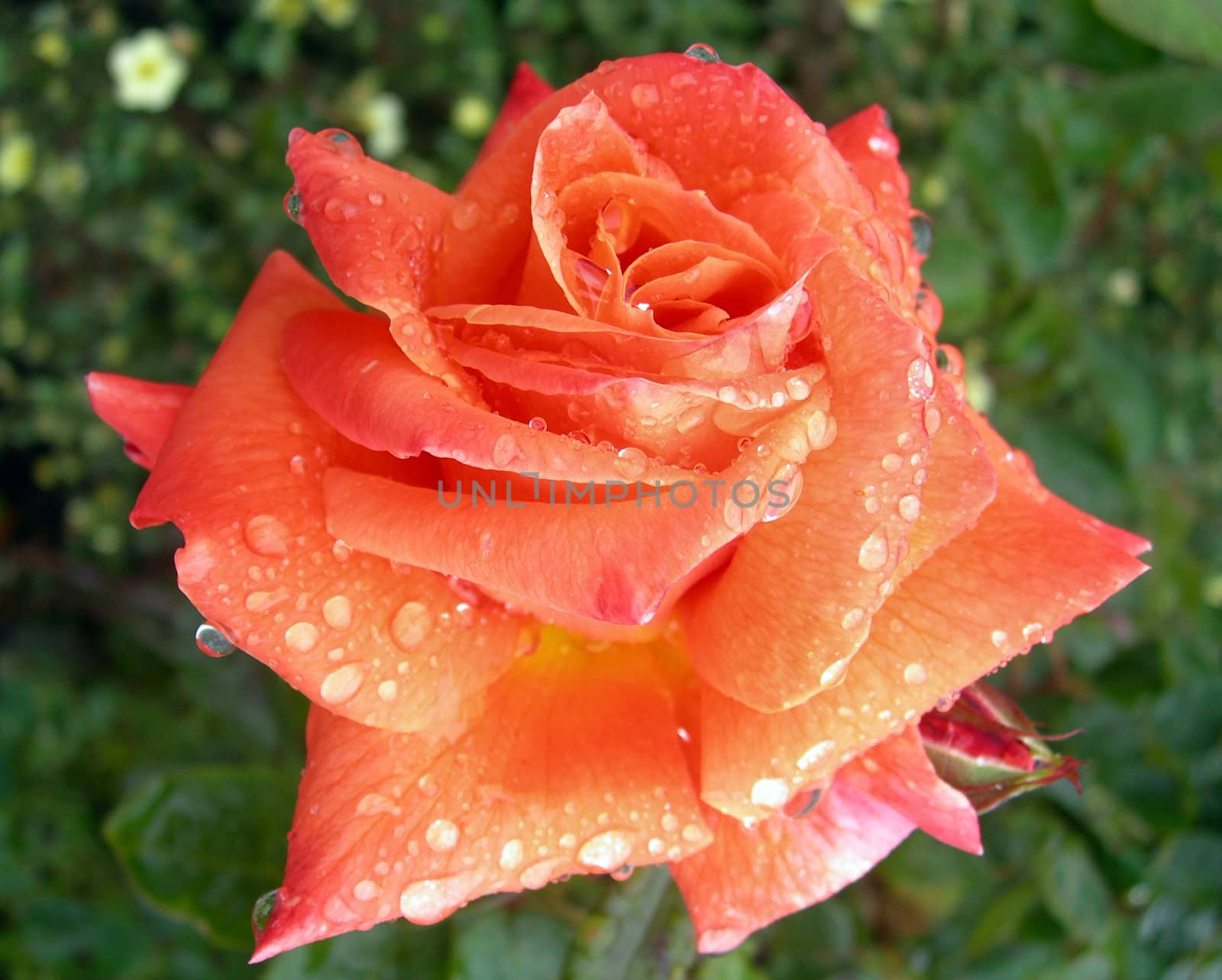 Rose With Dew by Brigida_Soriano