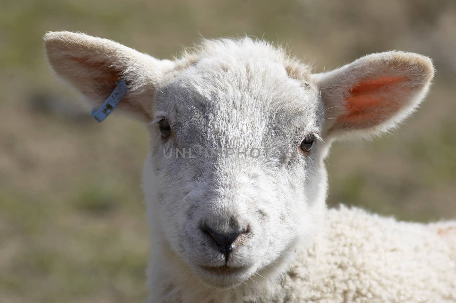 A young lamb in a field in  spring