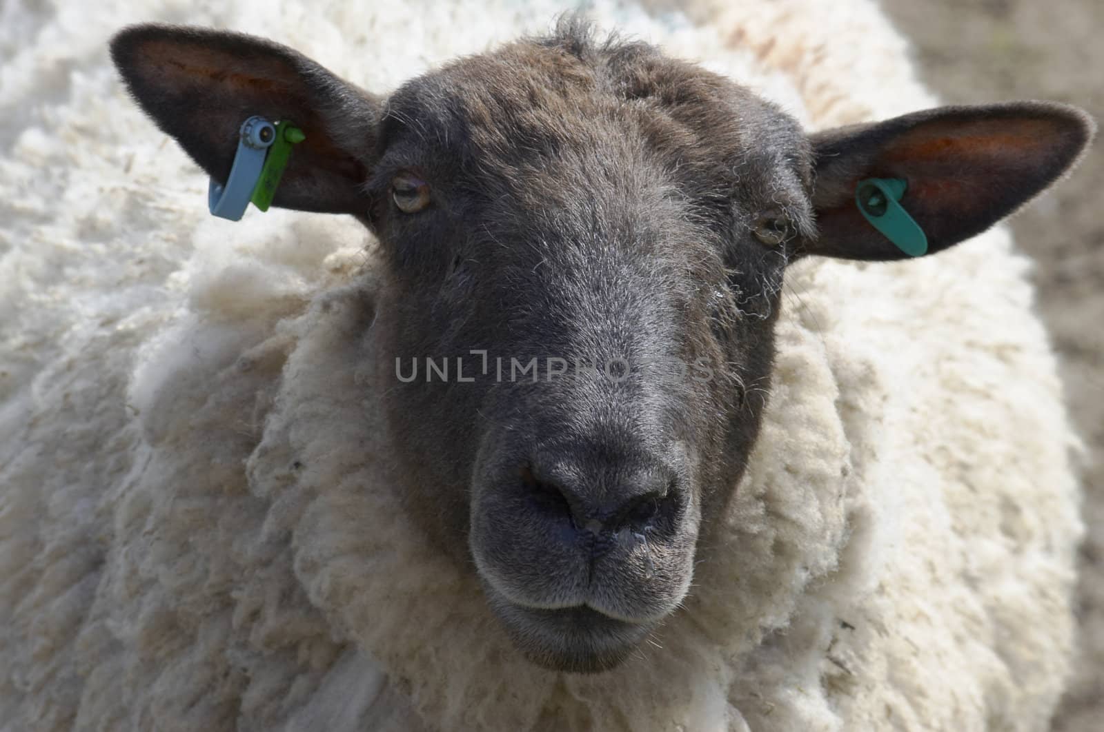 A portrait of a  black faced sheep
