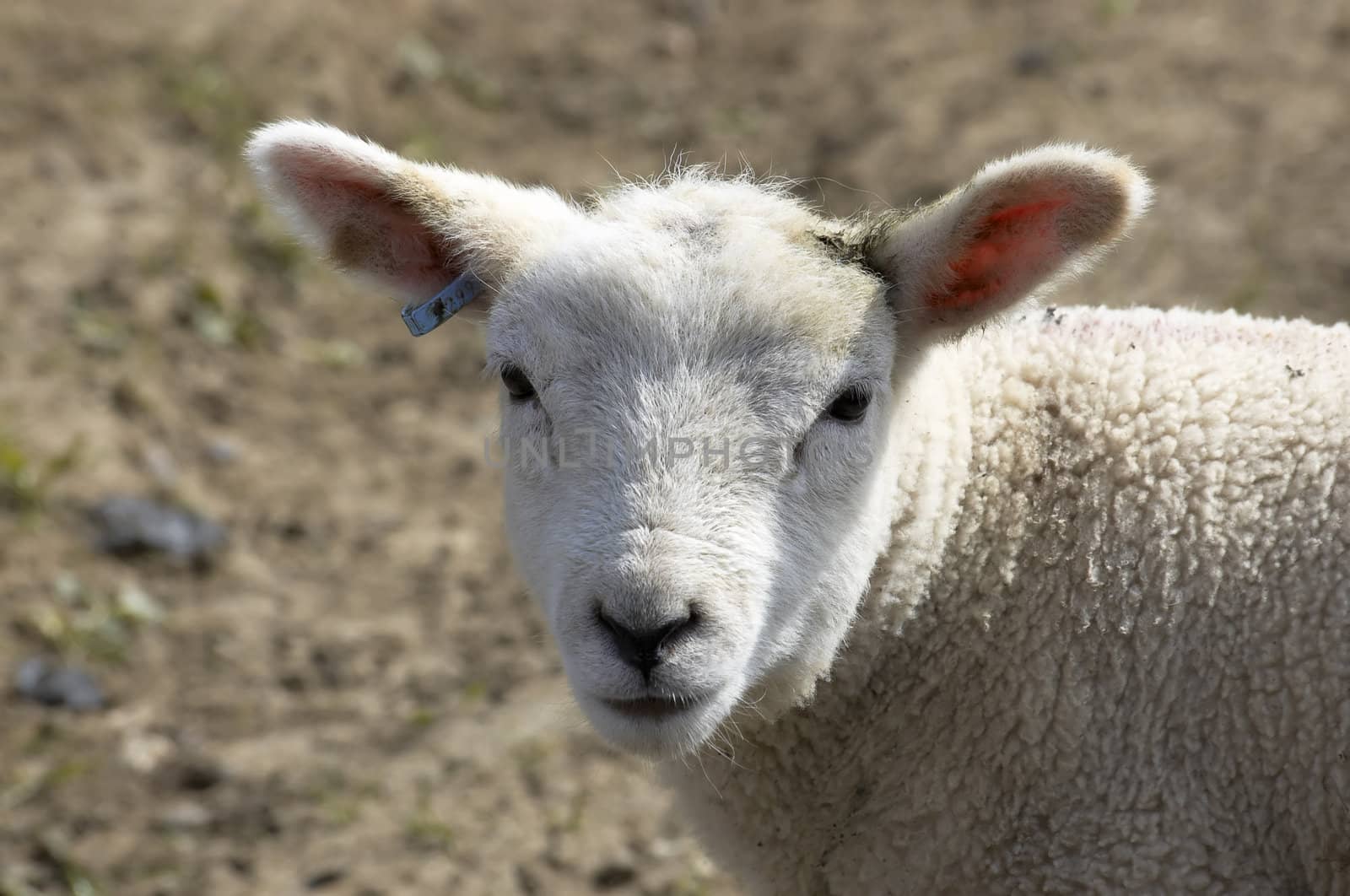 A young lamb in a field in  spring