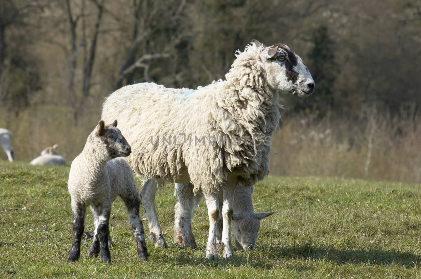 A yew with lambs in a field in spring