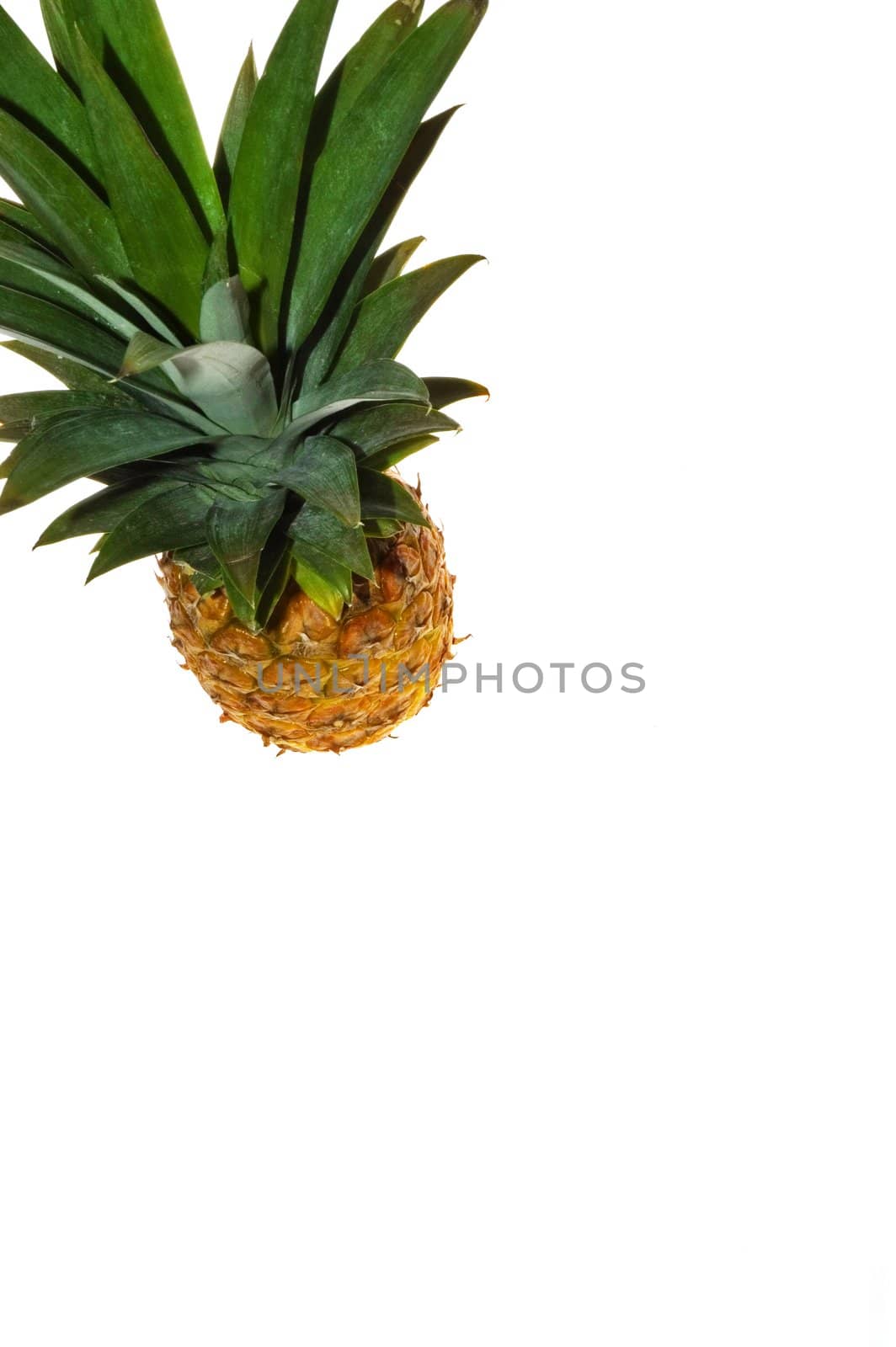 Pineapple by Michalowski