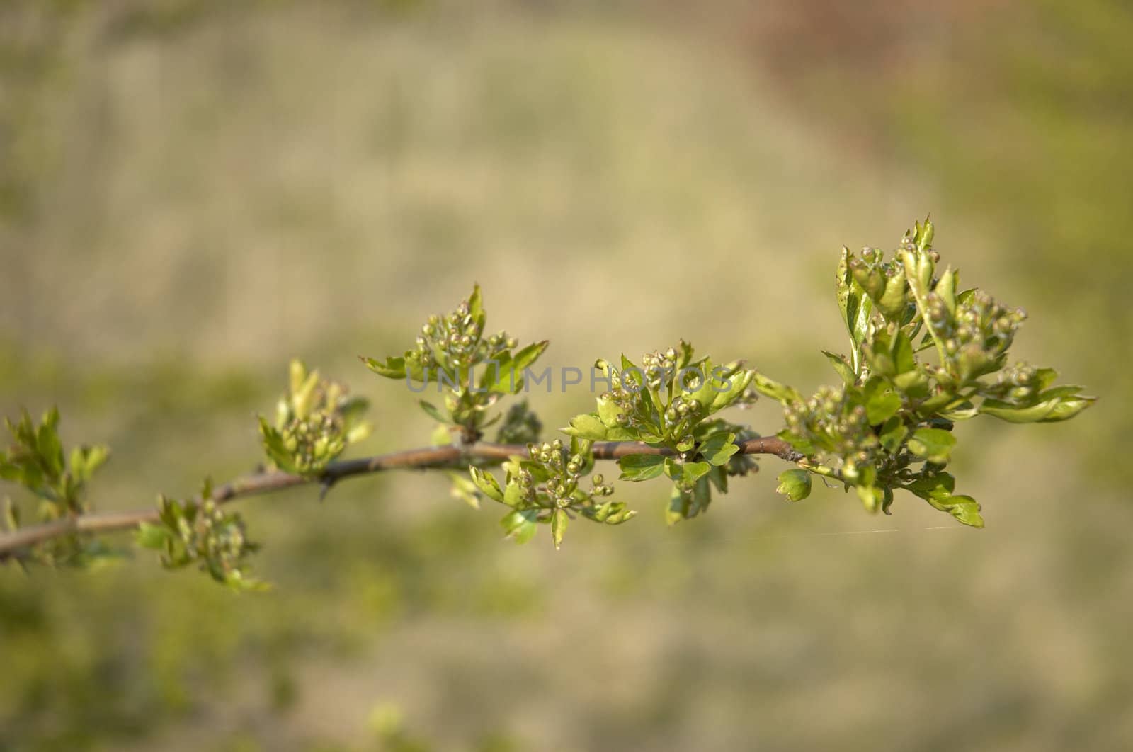 A branch with new leaves in spring