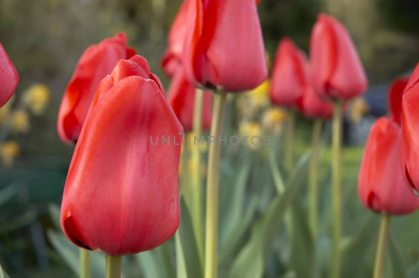 A group of red tulips in a garden