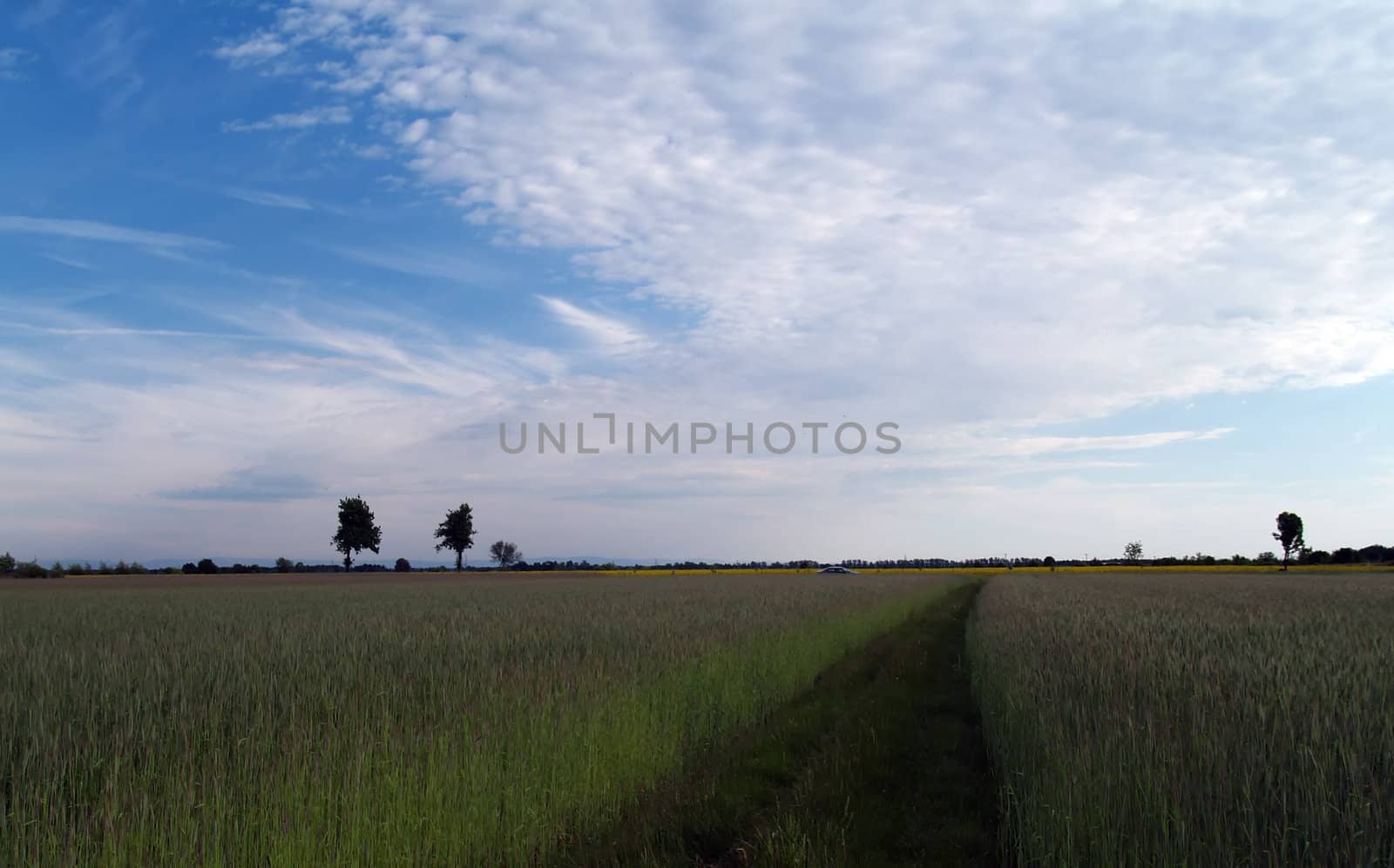 the road by grass in the village