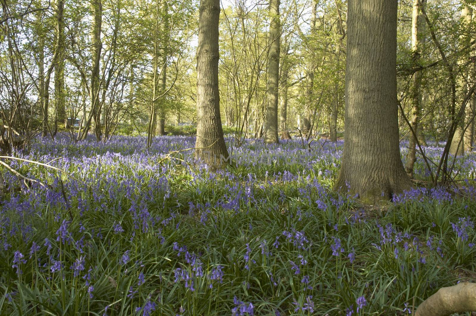 Bluebells by mbtaichi