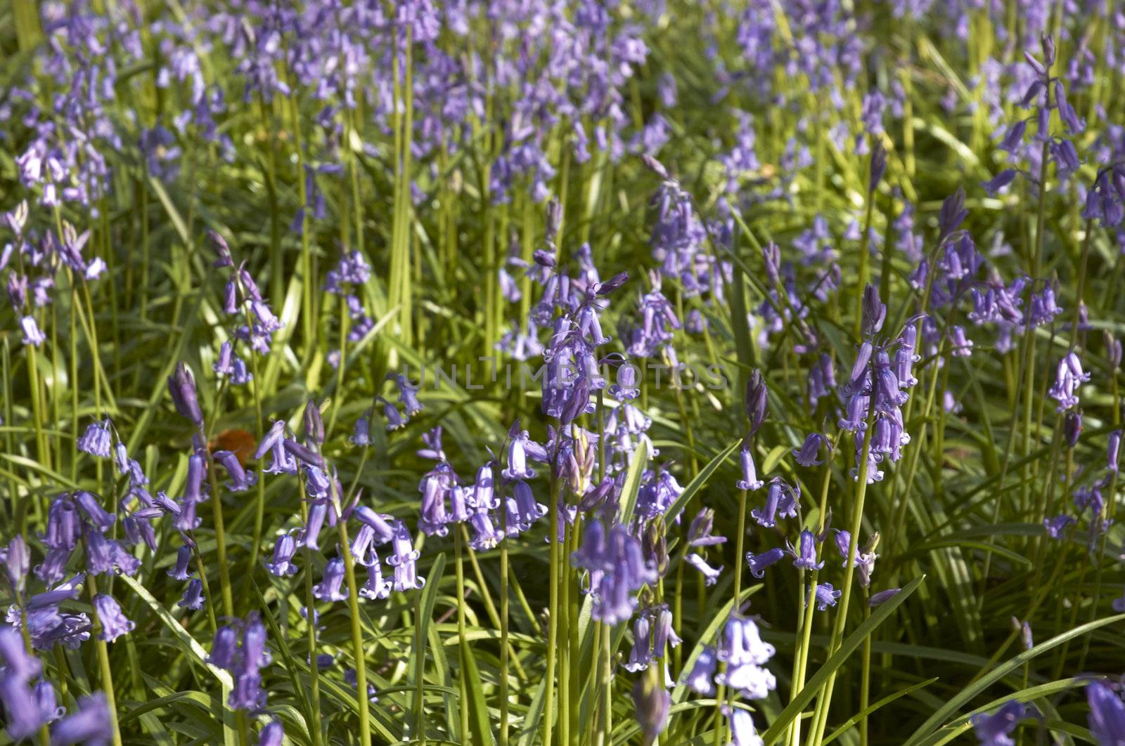 Bluebells by mbtaichi