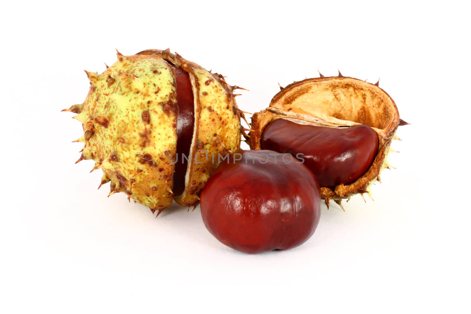 Wild chestnut in shells, gifts from autumn, isolated