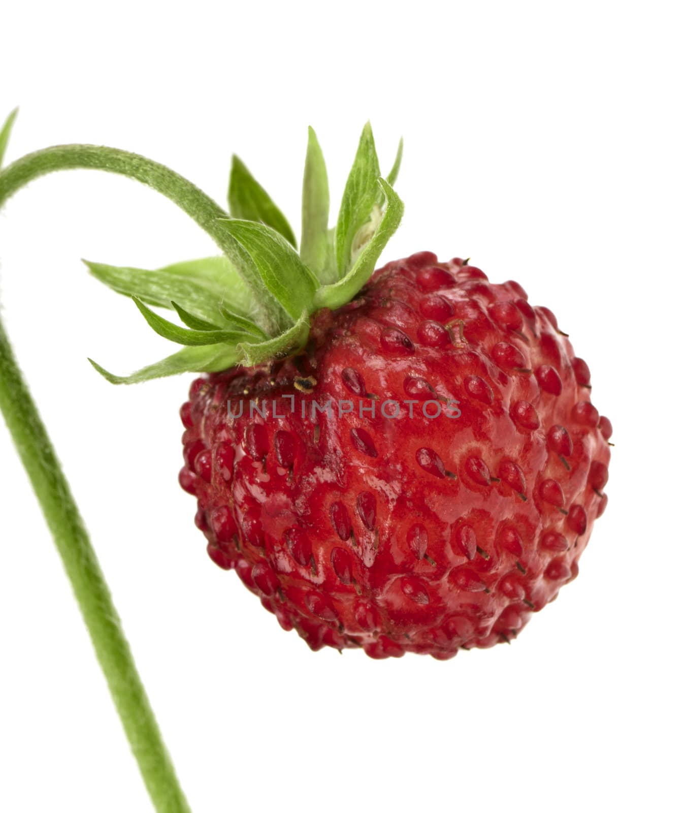 The wild strawberry on a white background. Studio shoot. Macro.