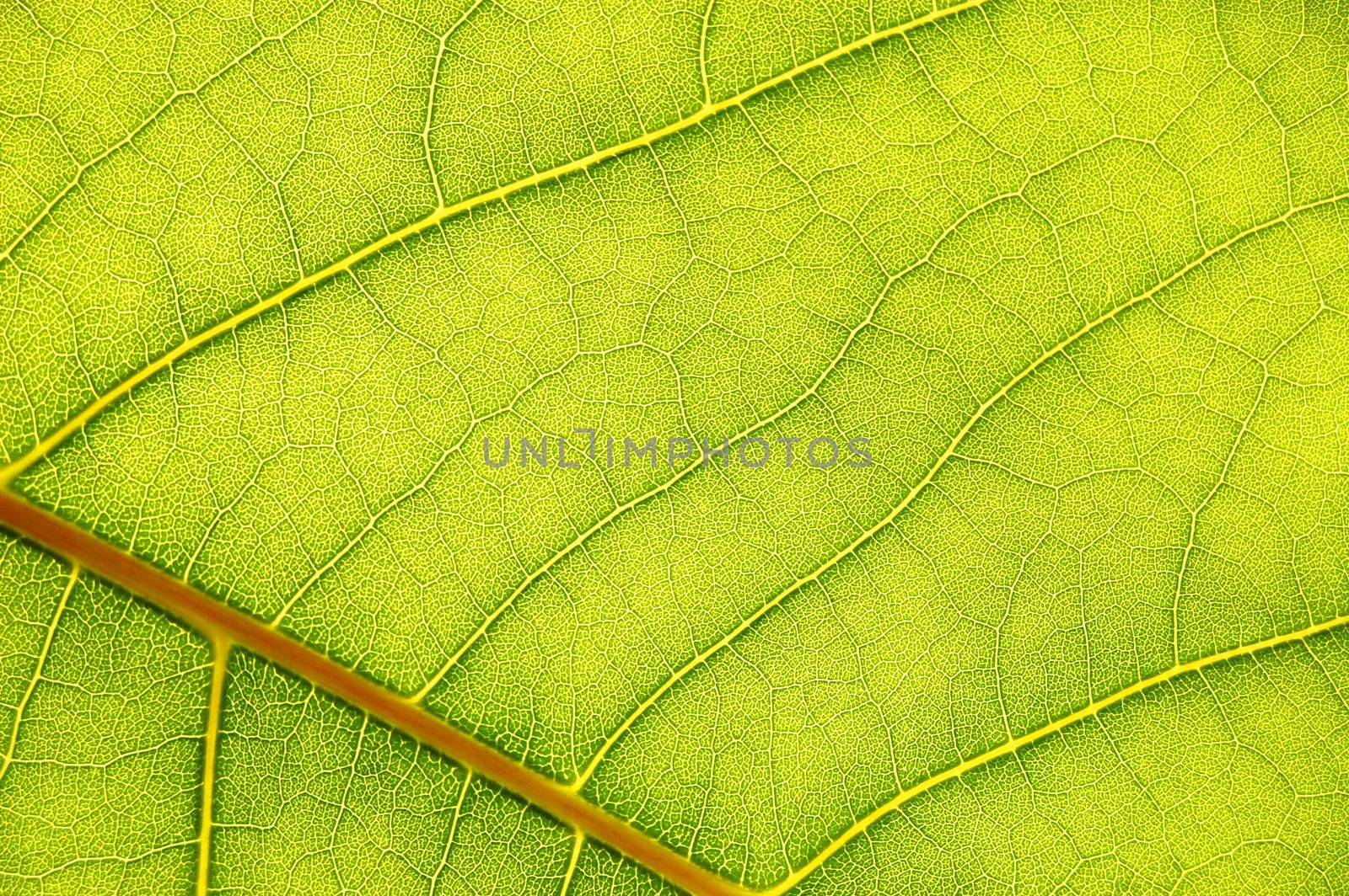 structure texture and pattern of green leaf