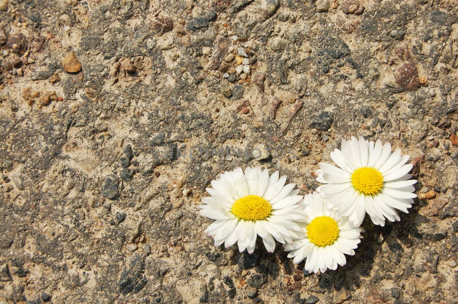 daisy flower with asphalt texture as copyspace for text