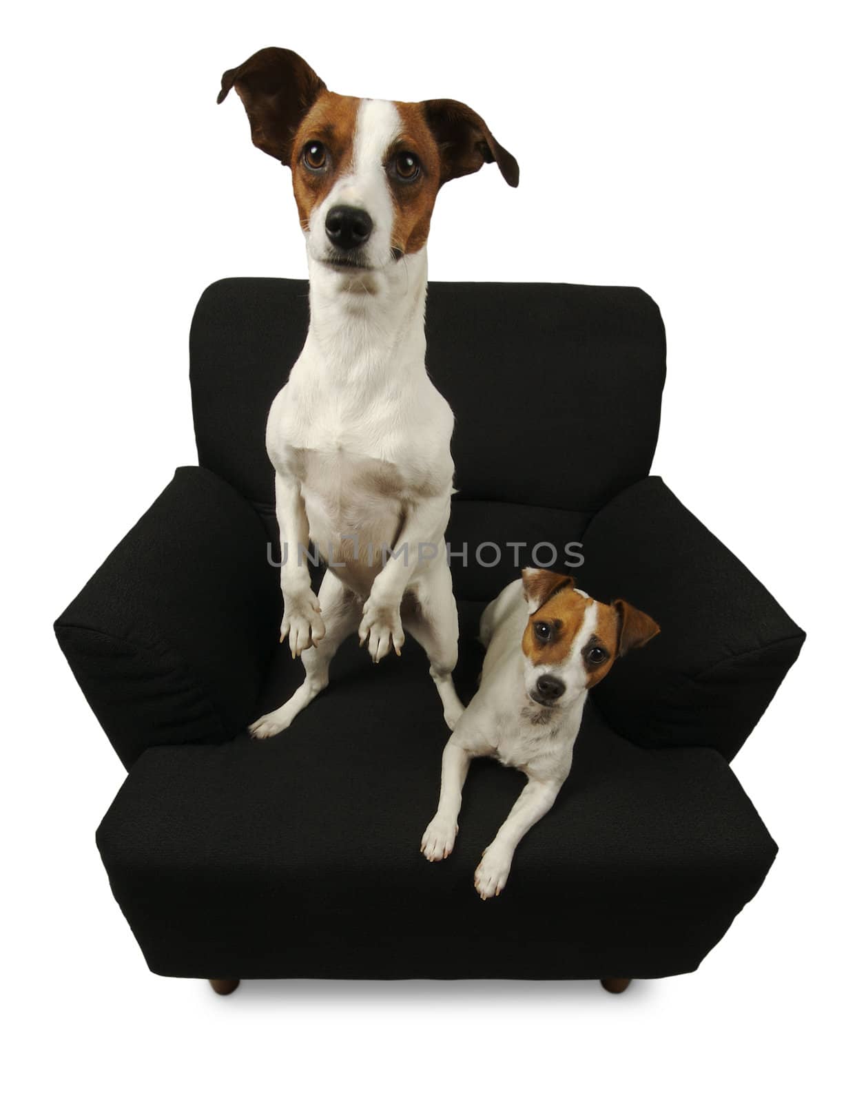 Two Jack Russell Terriers sitting on a black chair isolated on a white background.