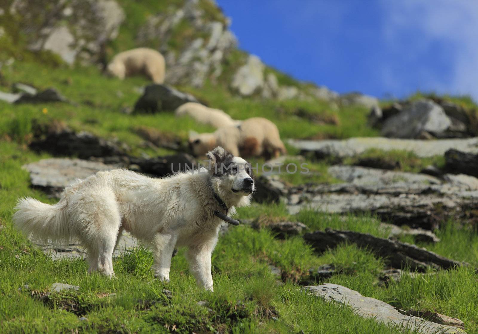 Shepherd dog in a montainous area.