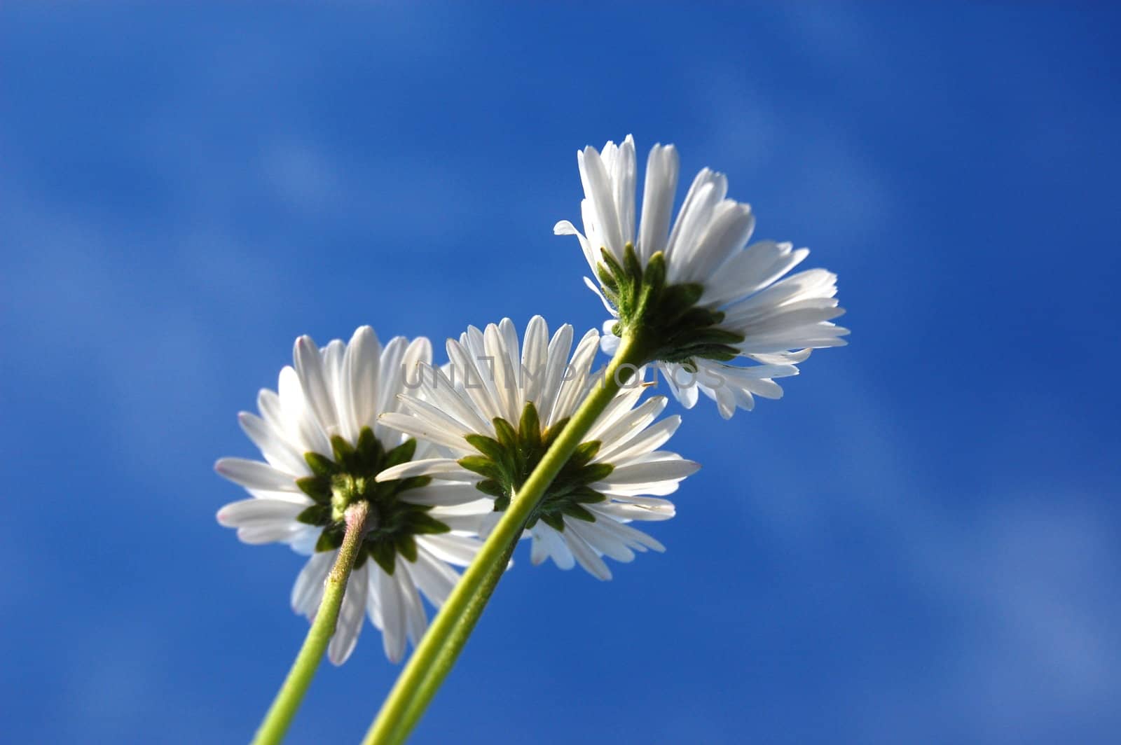 daisy from below under blue sky in summer