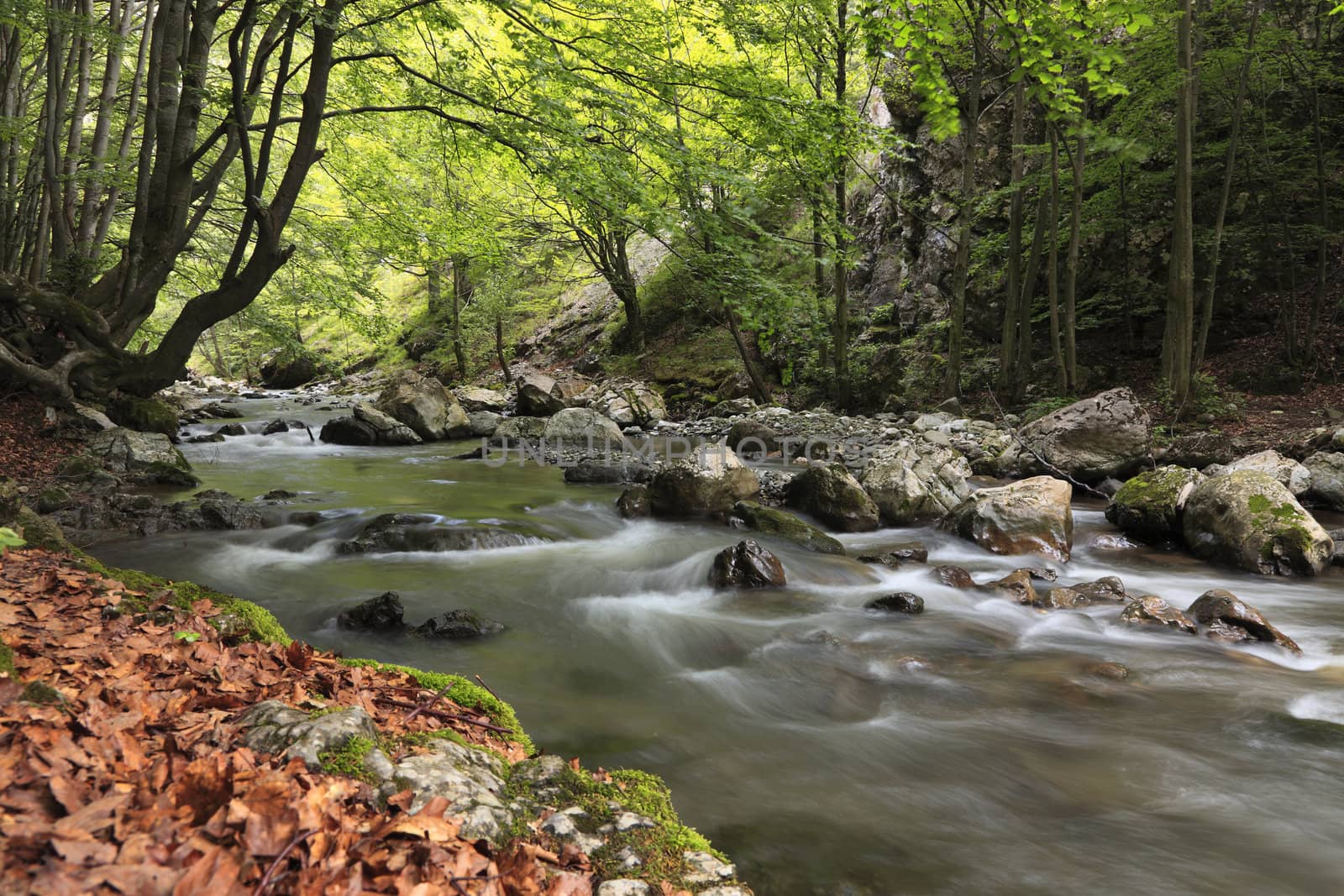 Image of a river in a cool summer forest.