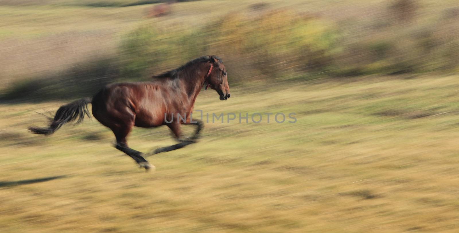 Panning image of a horse running in a fall field.The horse's breed is "Romanian Light heavy-weight".
