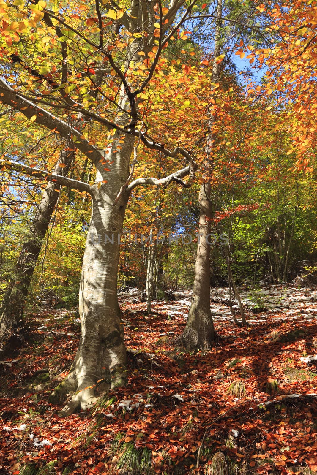 First snow in a beautiful colorful autumn forest.