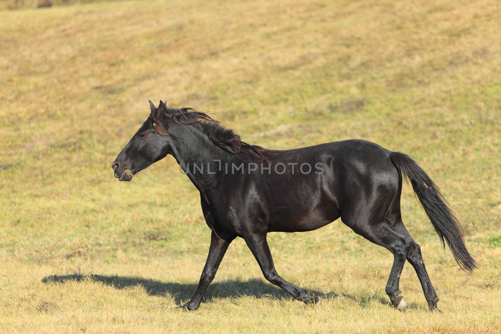 A beautiful Lippizan horse in an autumn field. 