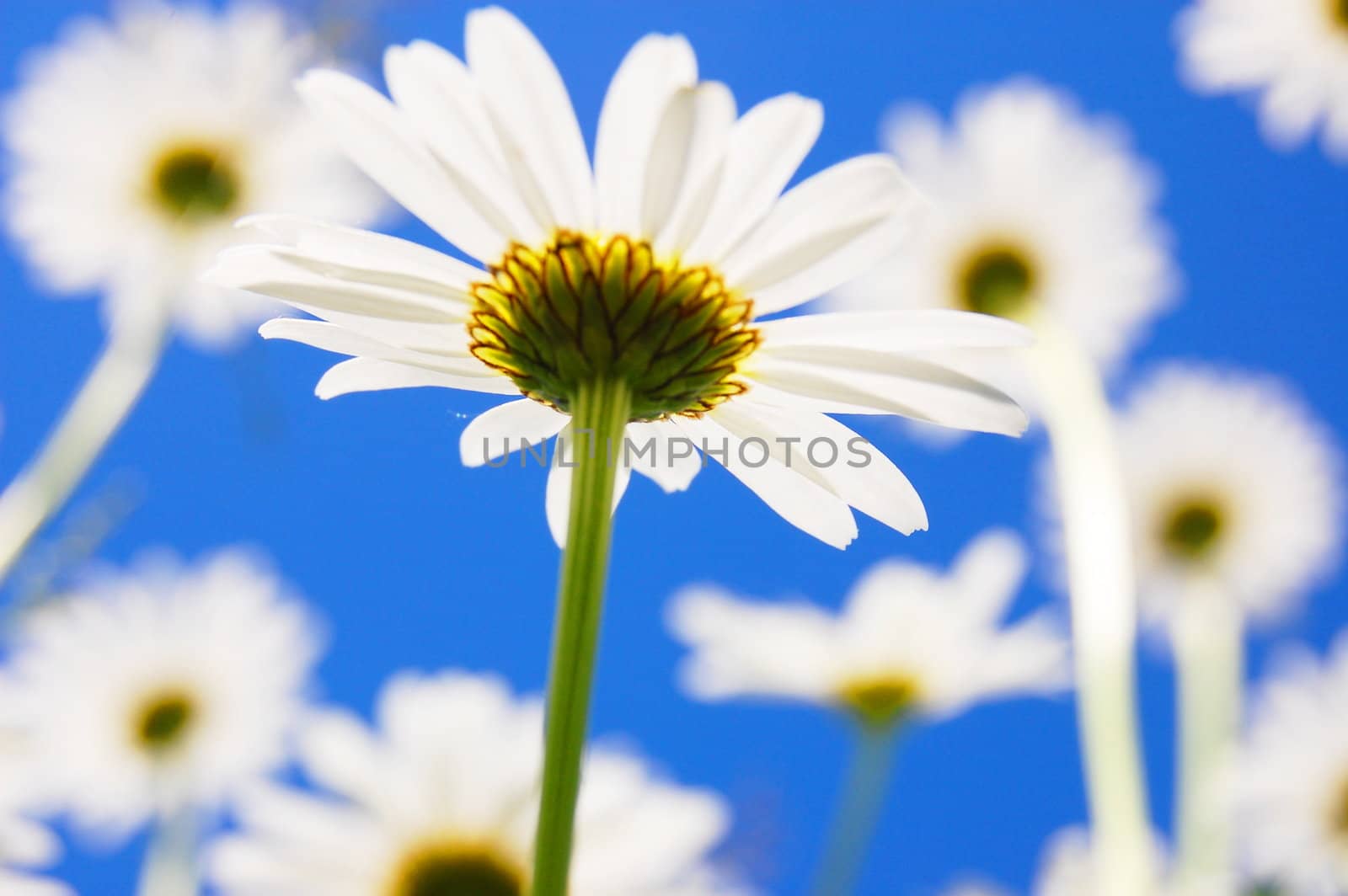 daisy flower in summer by gunnar3000