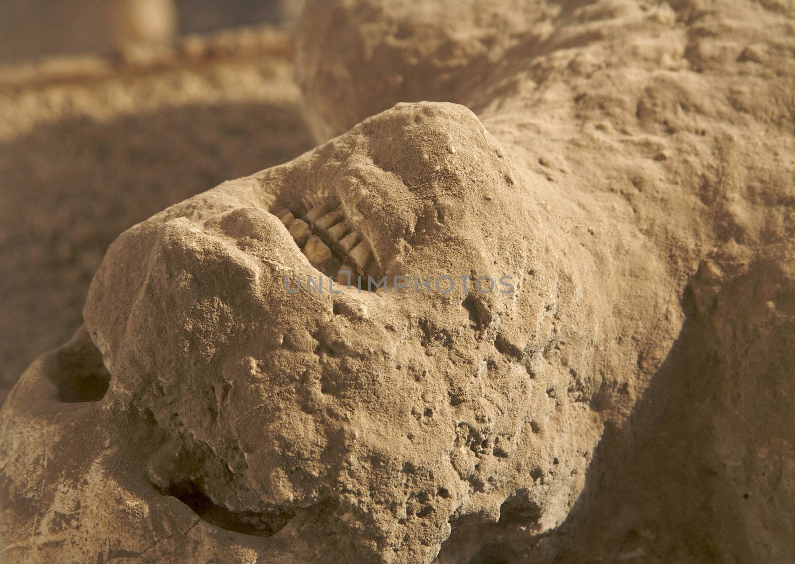 Ancient human remains as a result of the eruption of Mt. Vesuvius on 24 August 79 AD. Pompeii, Italy.