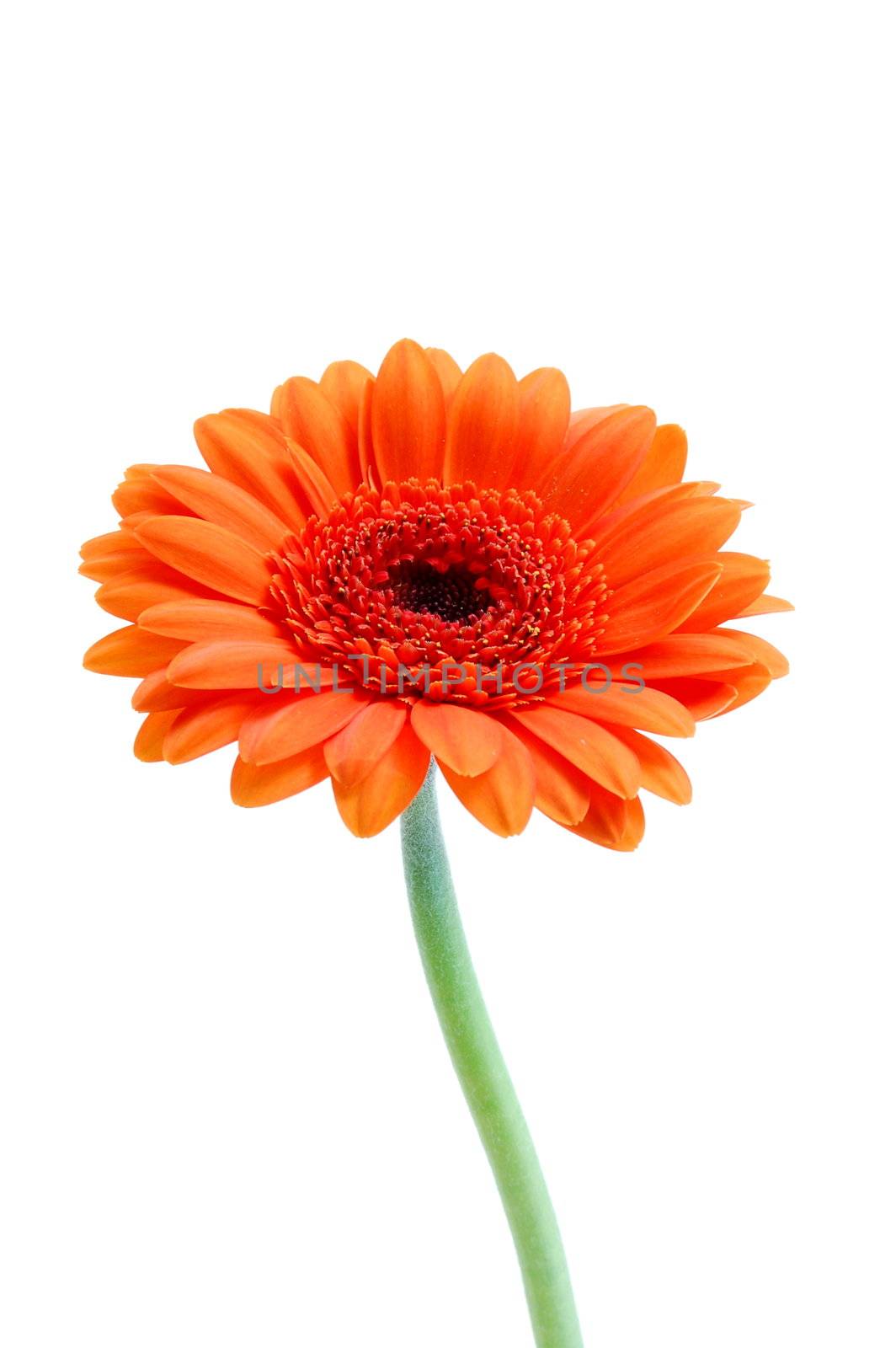 gerbera daisy flower isolated on white background