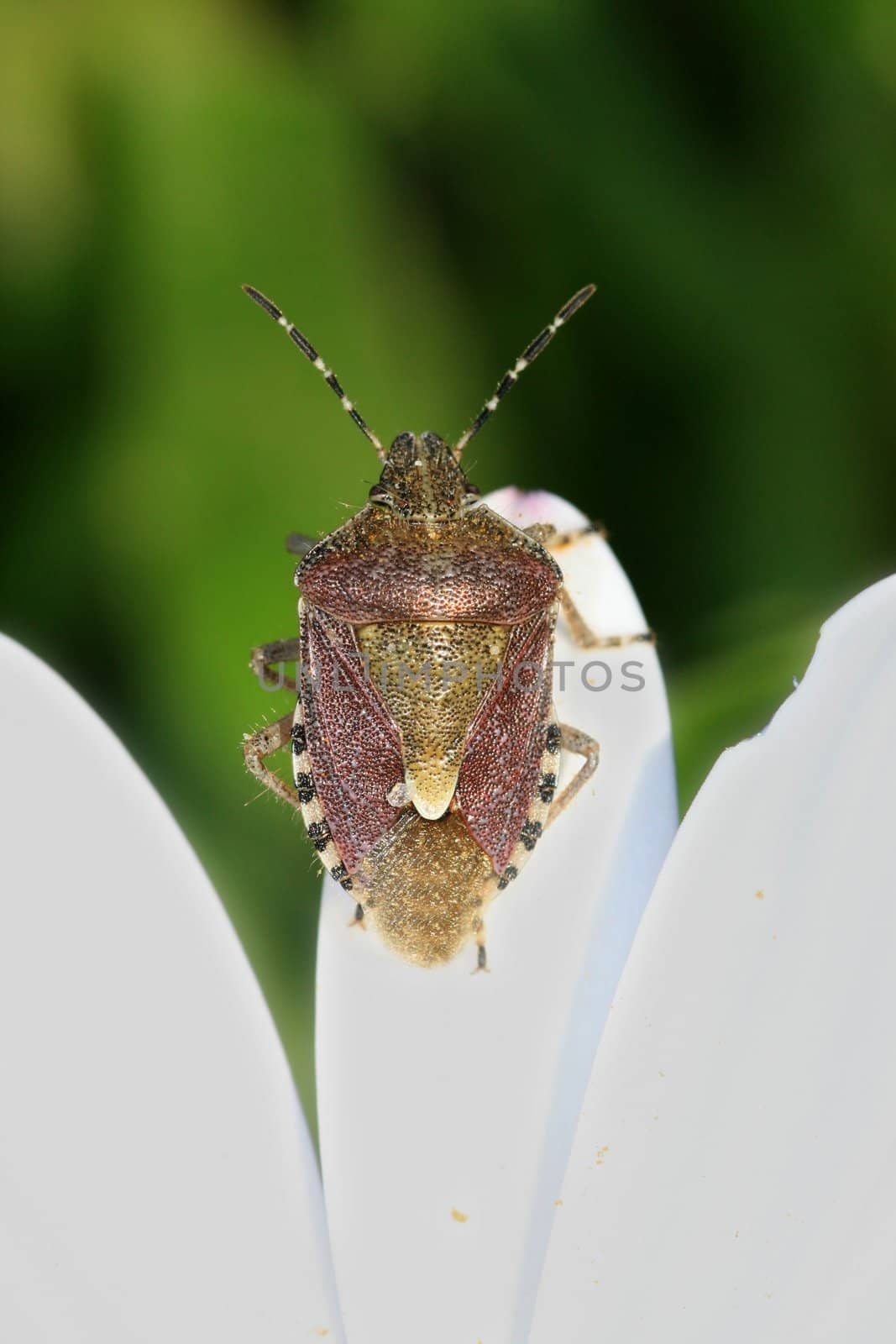bug in a flower in the nature
