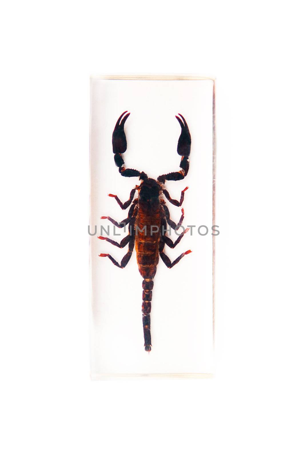 Scorpion on the white background