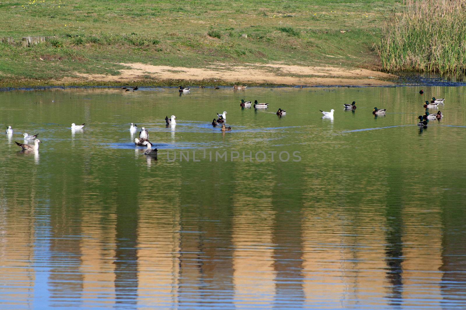 ducks swans and gooses in the nature
