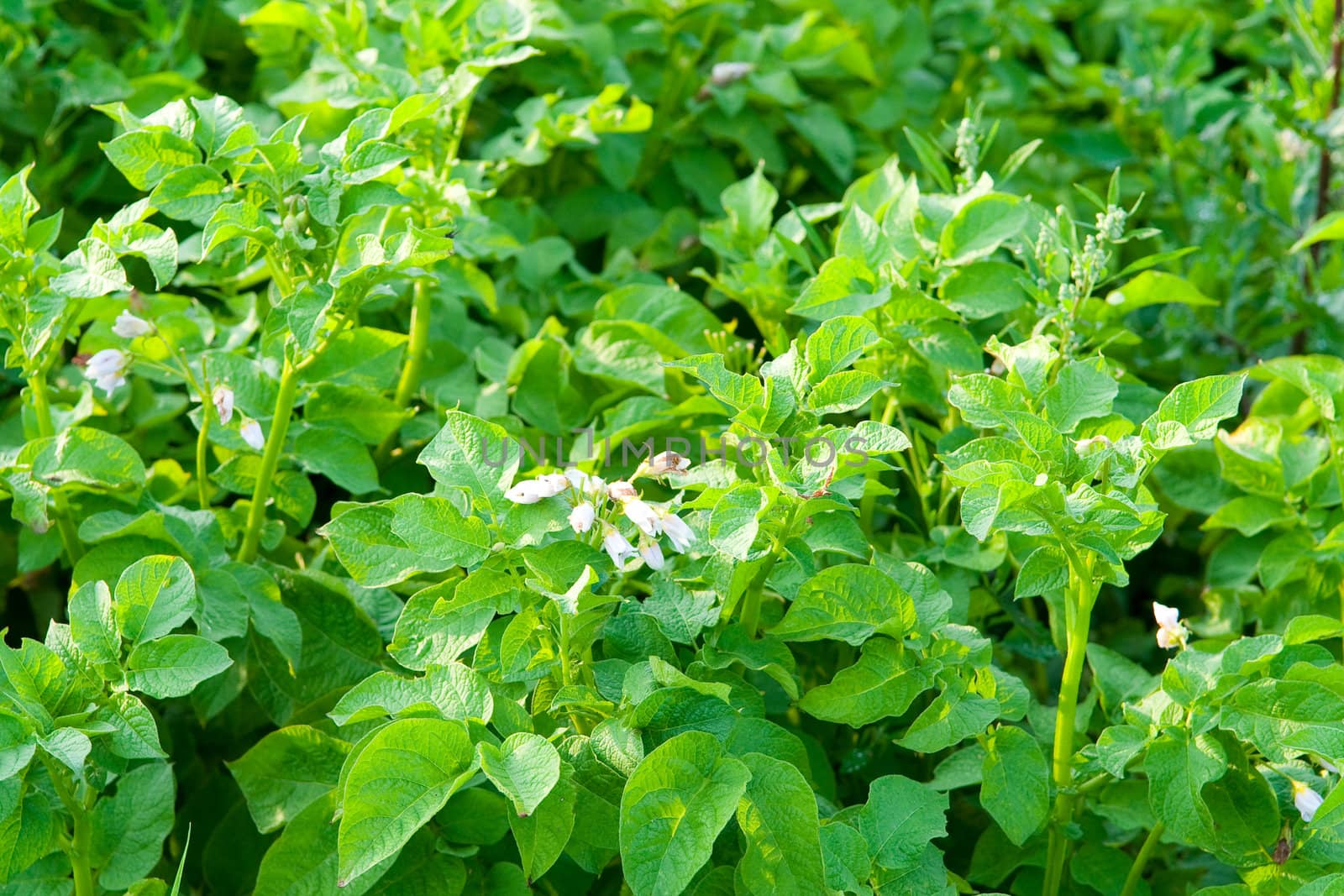 Potatoes in the field