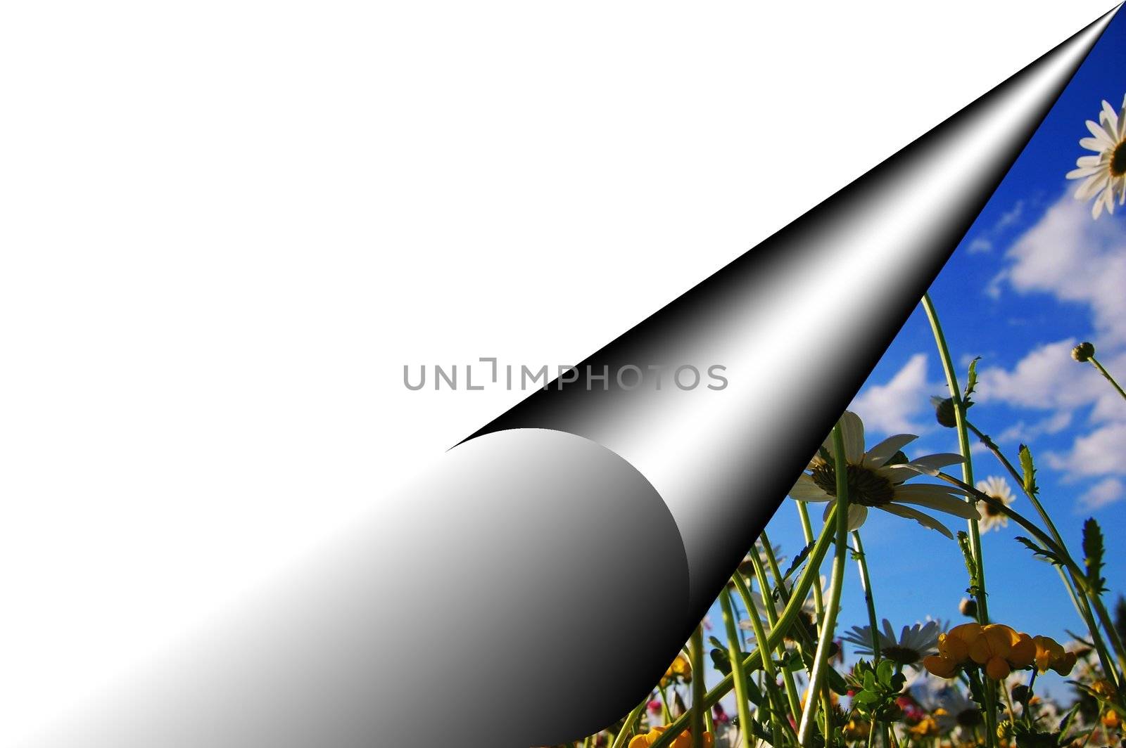 flowers and blank copyspace for your text message