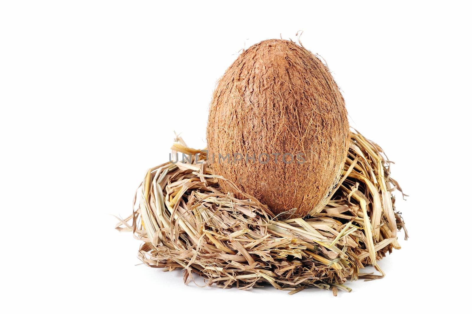 Coconut inside a handful of straw grass