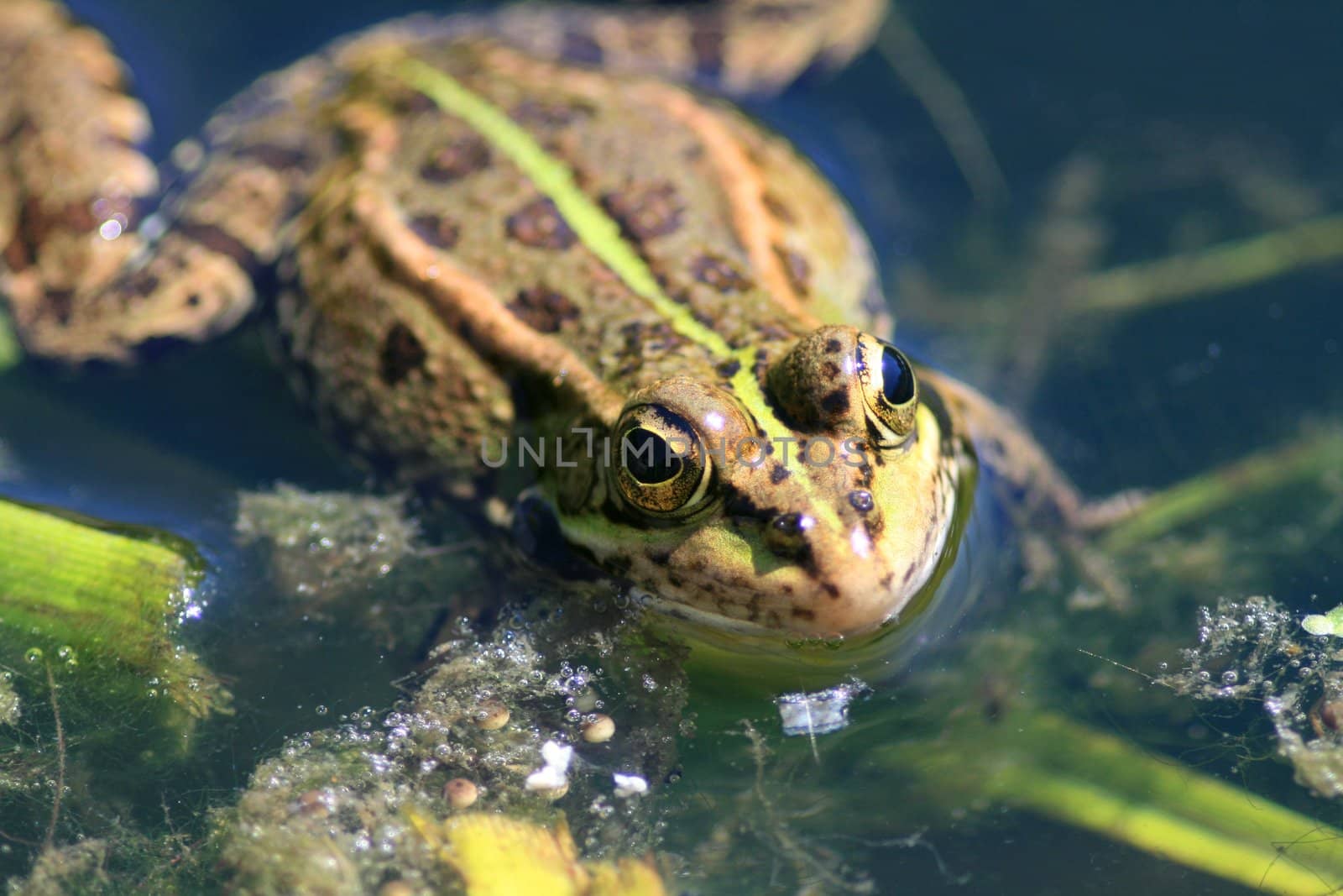 Green frog in the nature