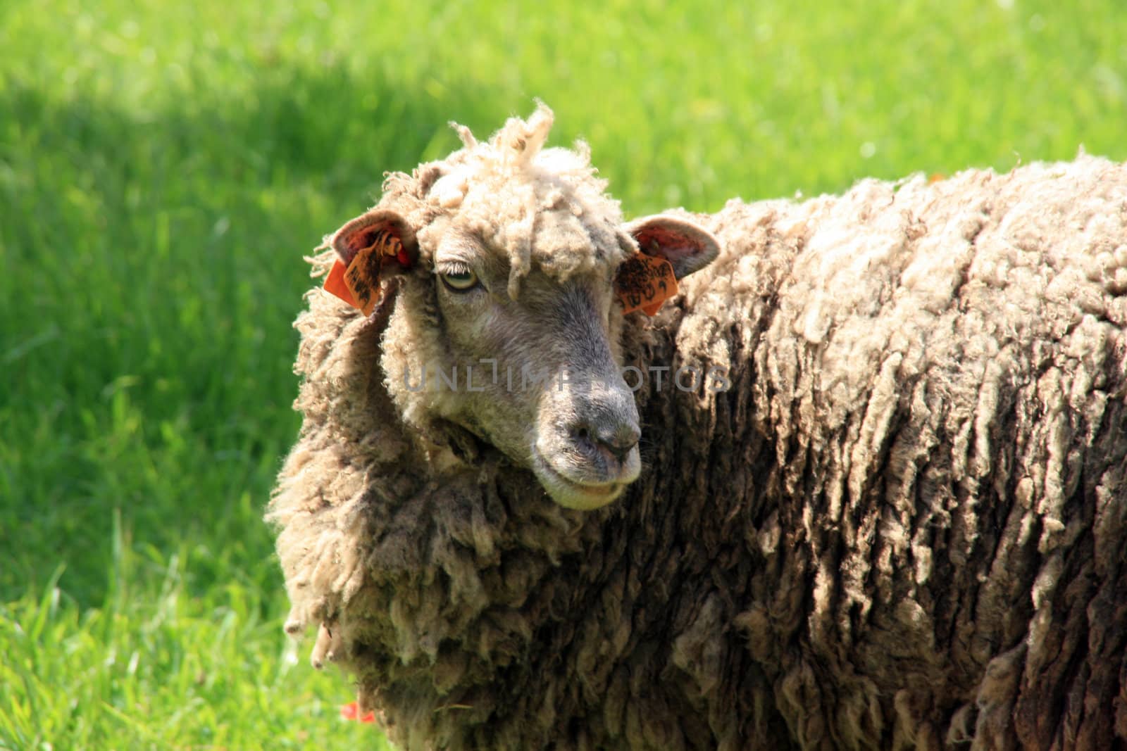 sheeps and lambs in the country field