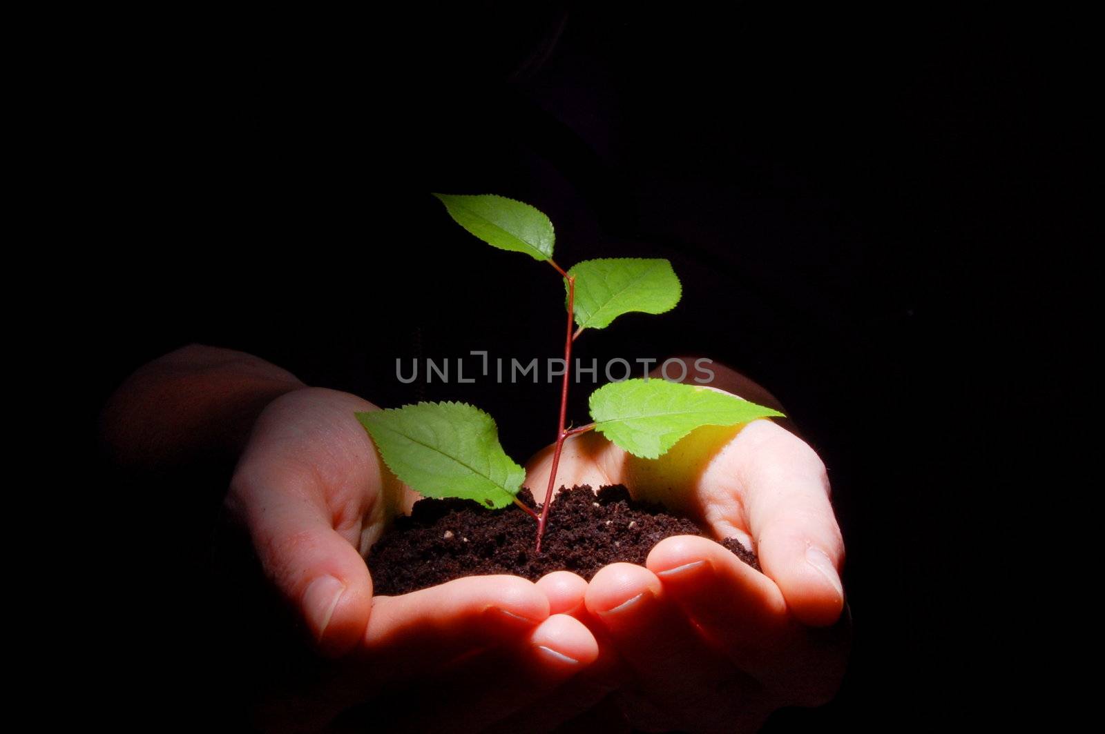 hands plant and soil showing concept of growth